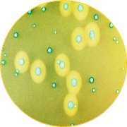 ChromoGel Listeria Mono Agar - L.mono