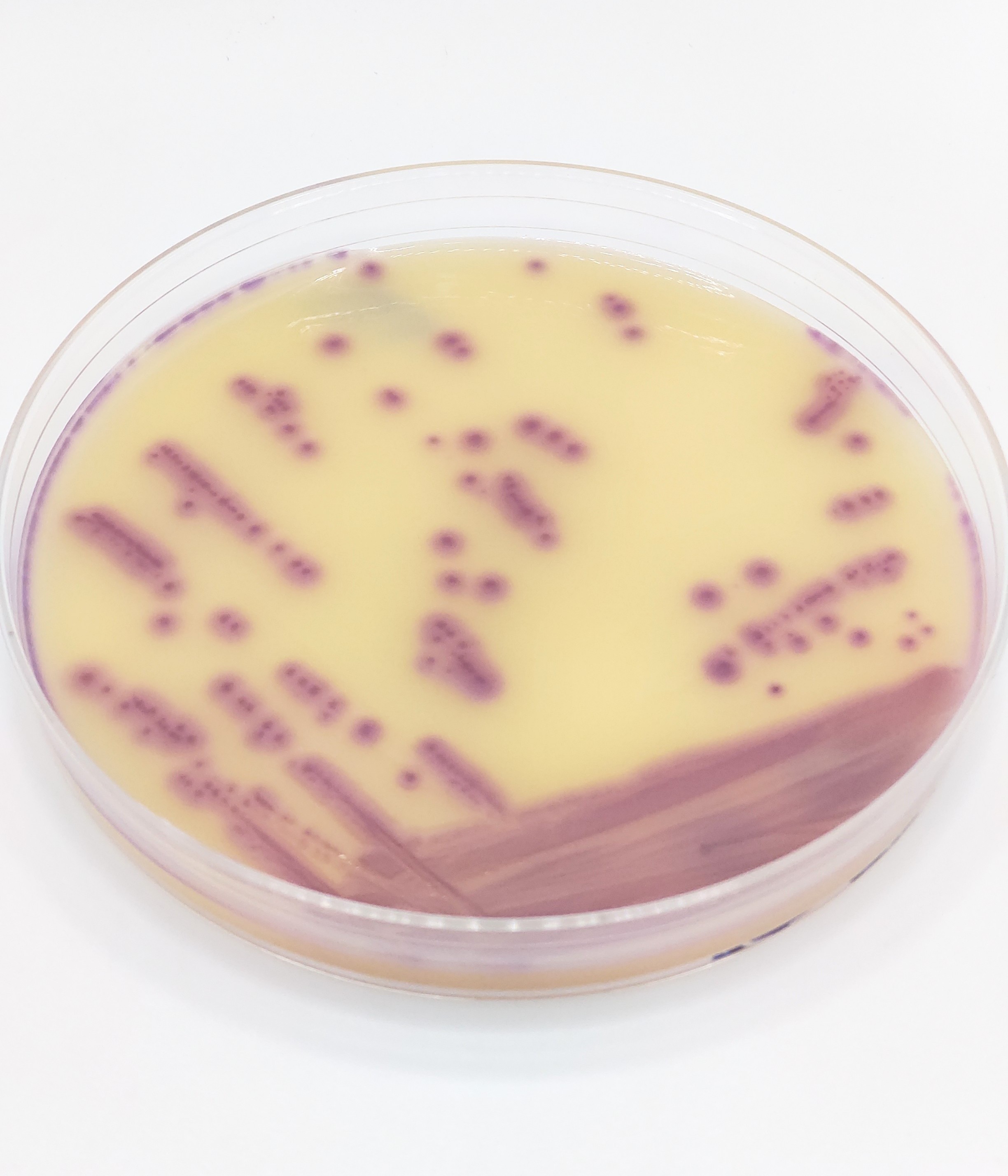 ChromoGel™ Ecoli Coliforms Agar (ECC)