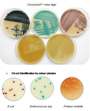 Môi trường vi sinh ChromoGel  Edwarsiella Ictaluri Agar 500g/Chai