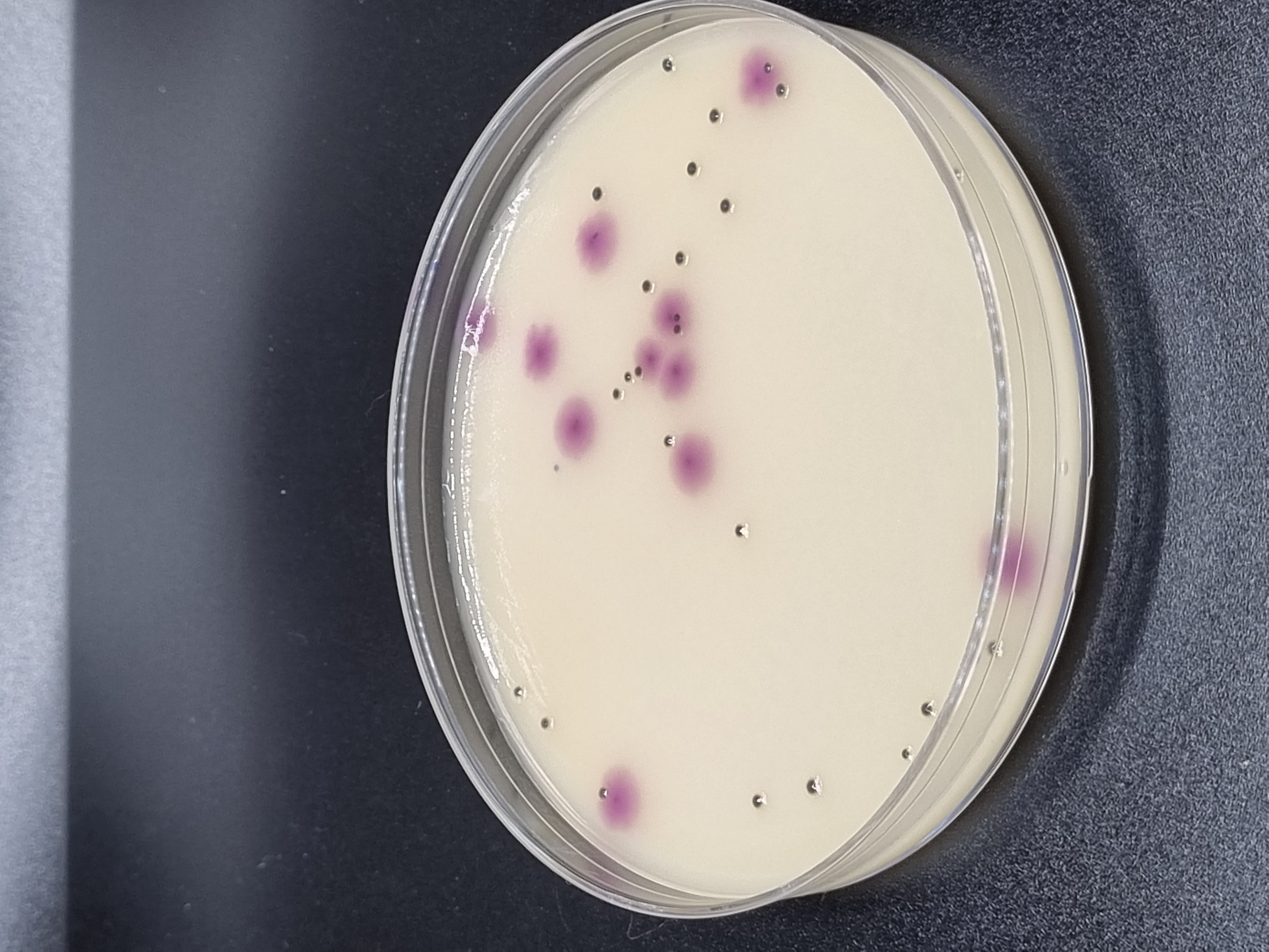 Môi trường vi sinh ChromoGel Enterobacteria Agar 500g/Chai