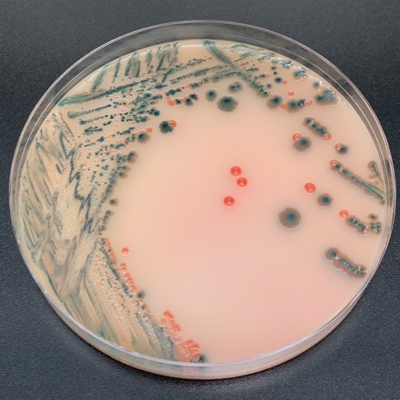 ChromoGel Salmonella RB Agar 500g/Chai