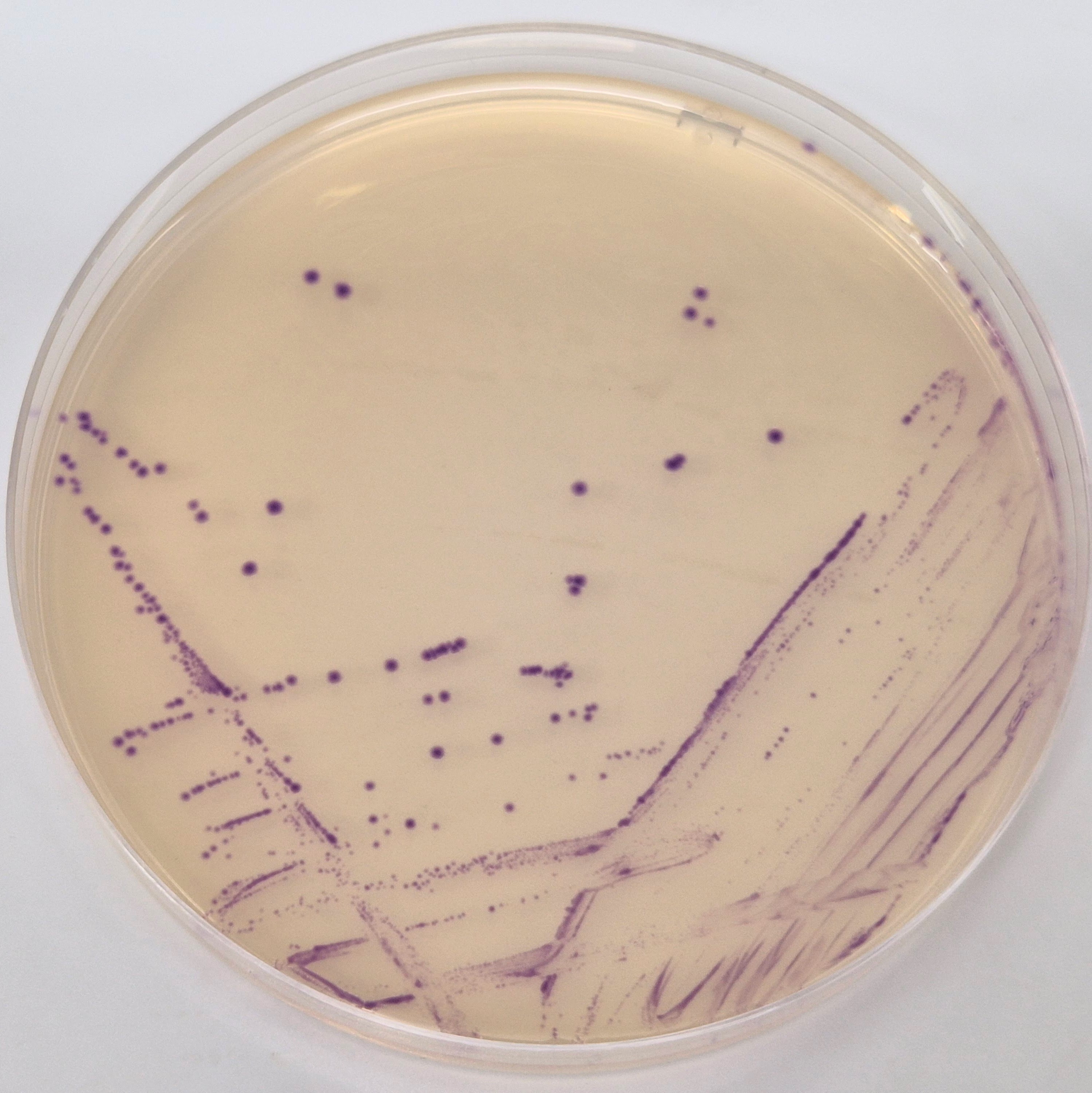 Môi trường vi sinh ChromoGel Strepto B Agar 500g/Chai