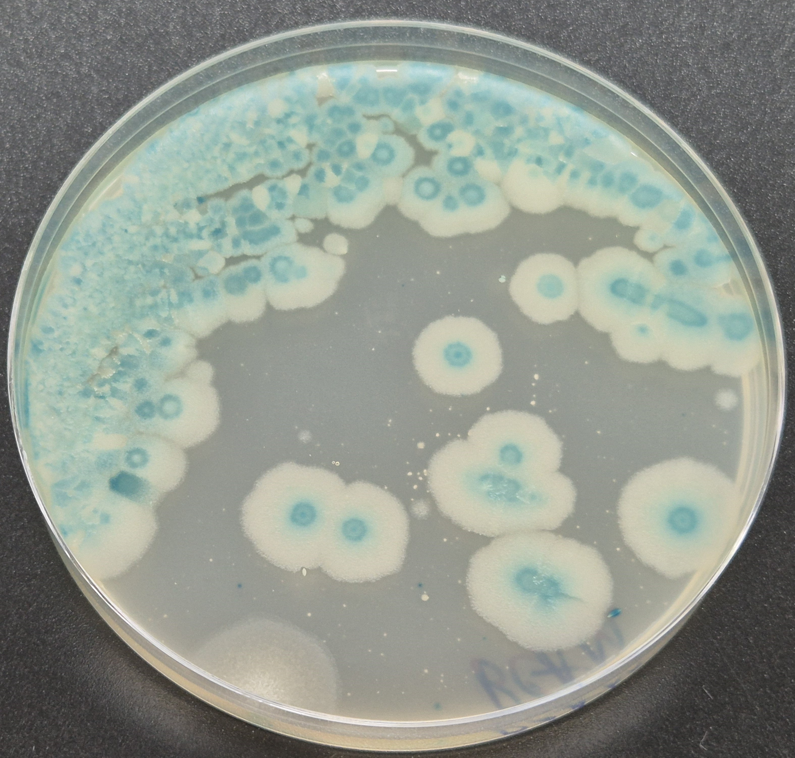 Môi trường vi sinh ChromoGel Bacillus cereus Agar Plus 500g/Chai